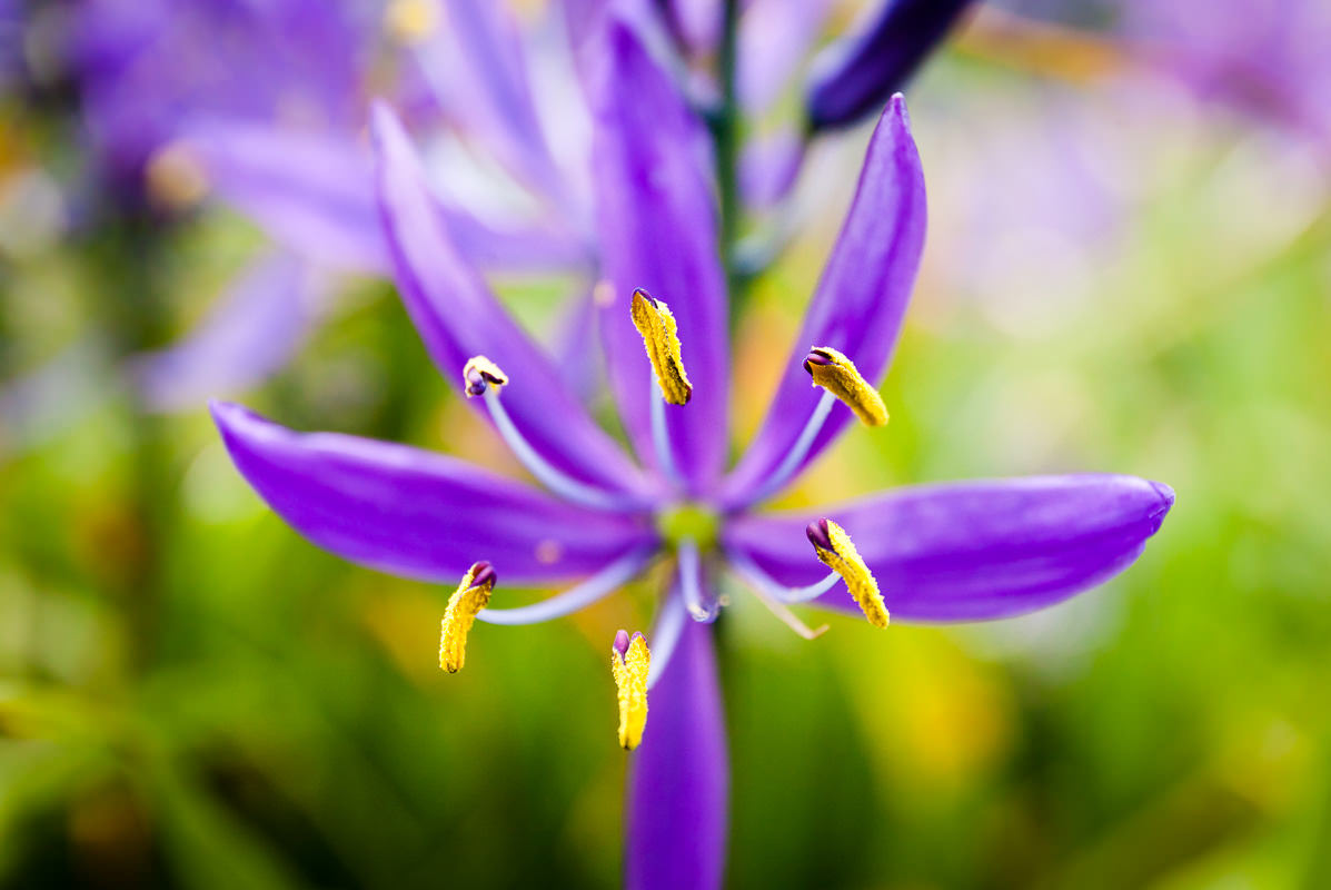 This past spring was the first time I'd visited Uplands Park in Oak Bay, where some of the last original Garry Oak meadow ecosystem remains and where camas flowers bloom in the thousands. This year I also purchased the new Canon 24-70 f4L IS lens, w…