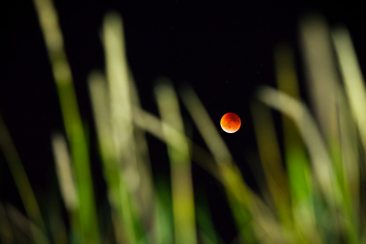 2015 featured a spectacular supermoon eclipse as well. The last time the earth, moon, and sun aligned like this was 1982 and the next time will be 2033! I had almost forgotten to catch it that evening but the red moon caught my eye while driving in the dark countryside and I quickly zipped down to the nearest beach. There, I framed the moon among the tall beach grass (which I lit with the light from my phone) and captured this shot just as the eclipse began to recede. Mother nature will forever be a source of wonder, awe, and inspiration and for that we should show her our greatest respect, admiration, and care.