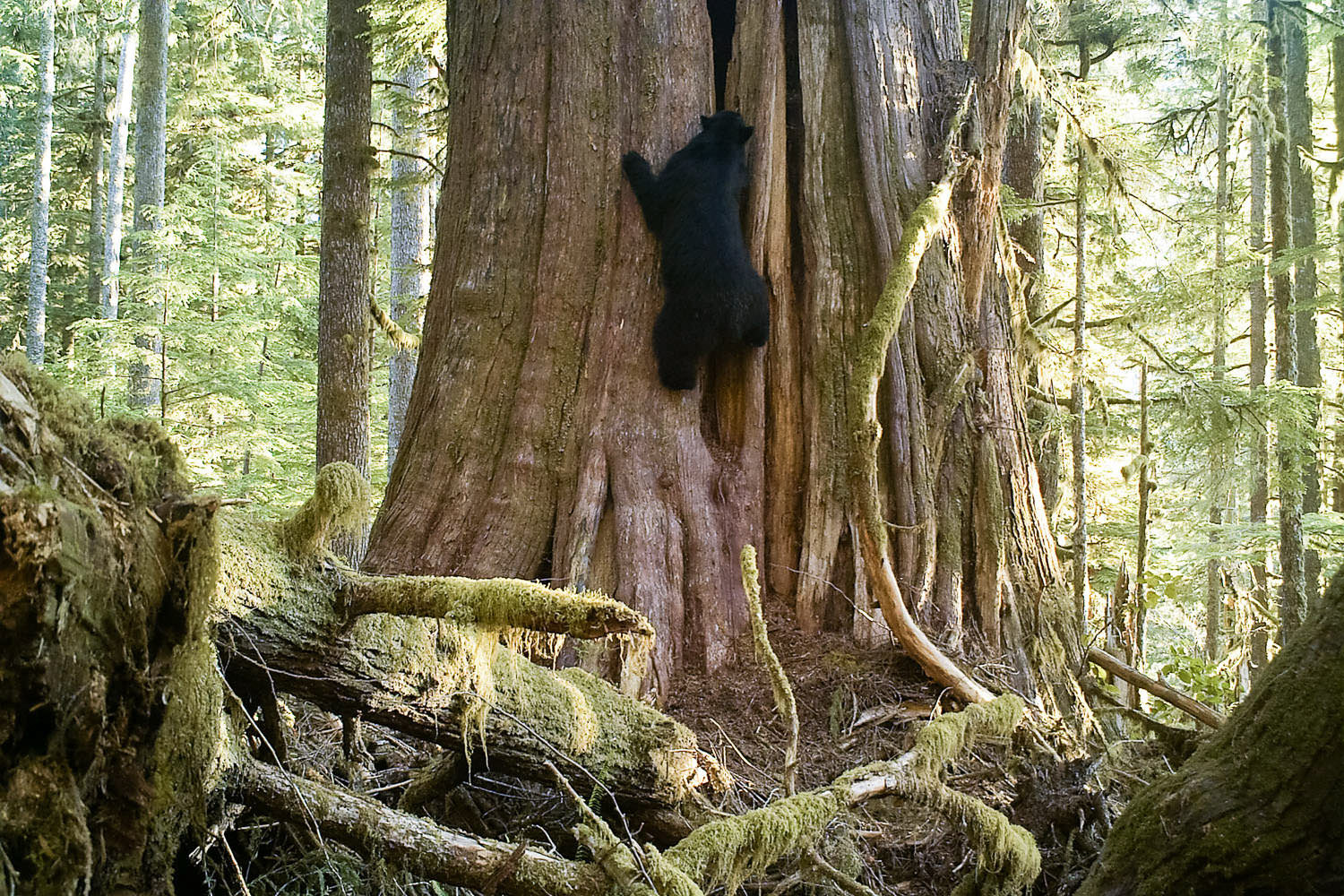 Even though old-growth forests are home much wildlife, we often don't see the creatures living their as they're gone or hiding by the time we're nearby. I had a vision though of capturing an image with a large, charismatic animal alongside a giant o…