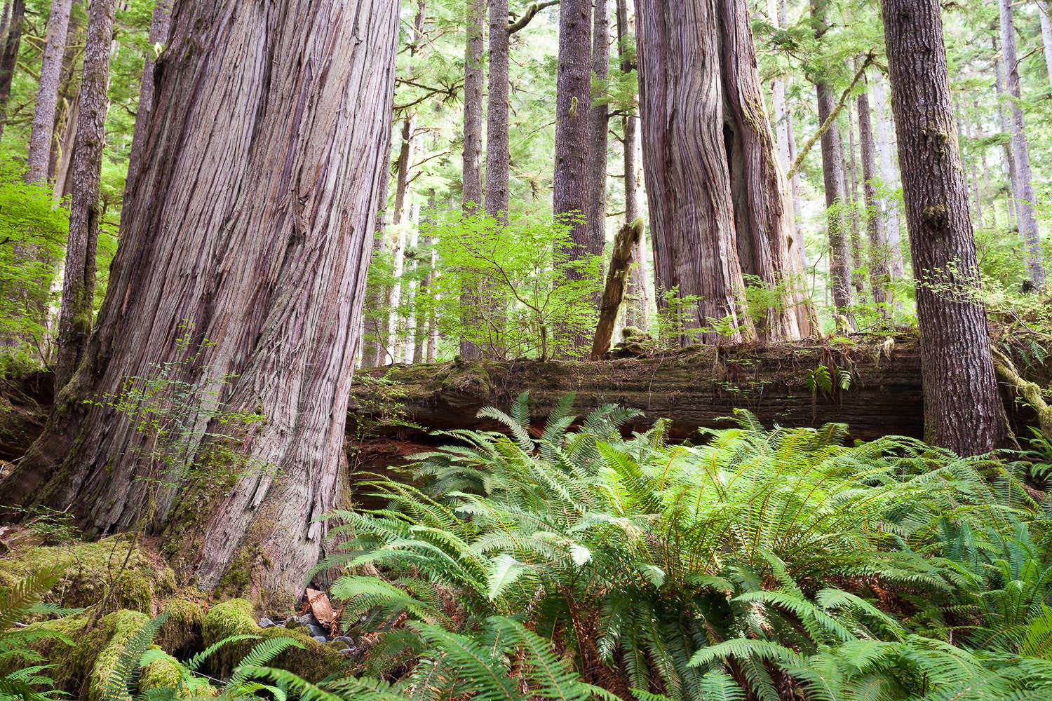 Every now and then, all the quintessential elements that define a landscape or ecosystem finally come together into one scene, like this section of coastal temperate rainforest in the Gordon River Valley near Port Renfrew. It showcases, in a beautif…