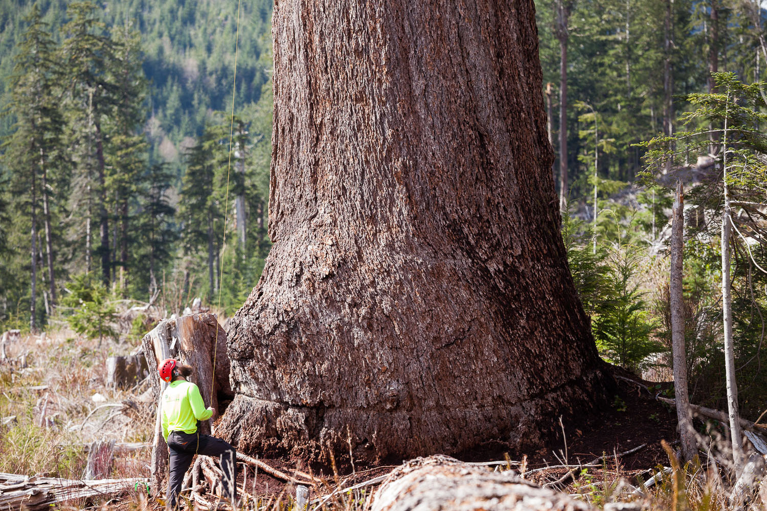 big-lonely-doug-tree-climb-2016-1.jpg