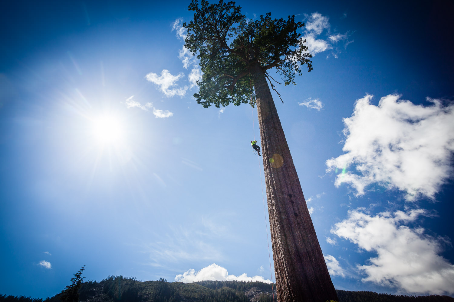 big-lonely-doug-tree-climb-2016-7.jpg