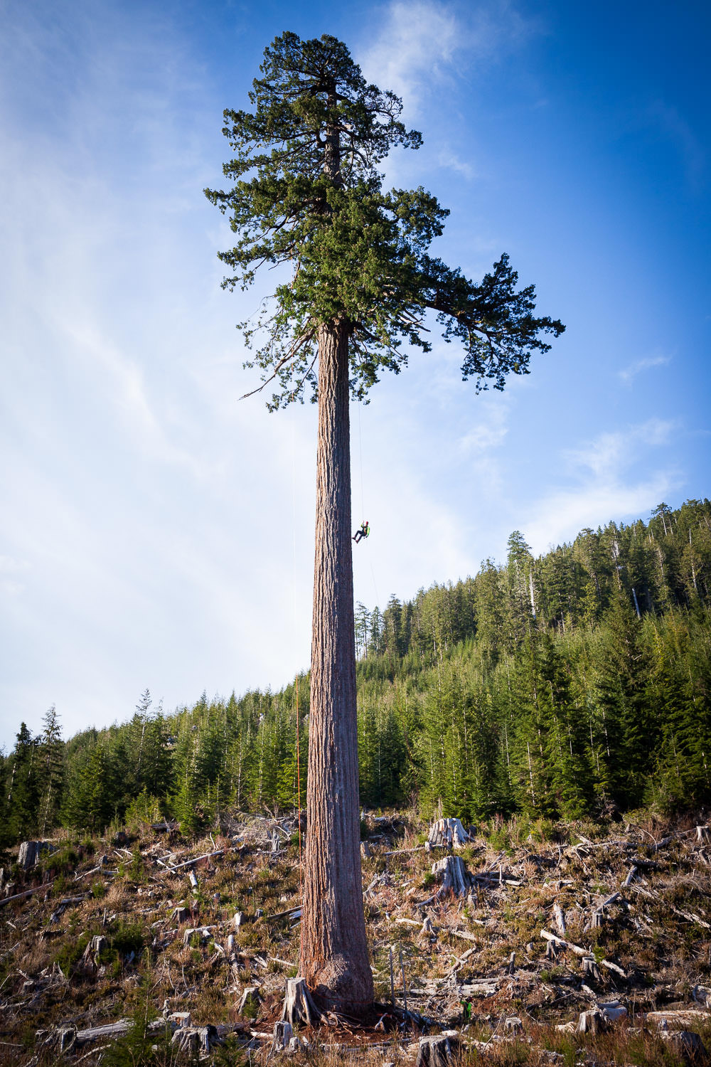 big-lonely-doug-tree-climb-2016-17.jpg