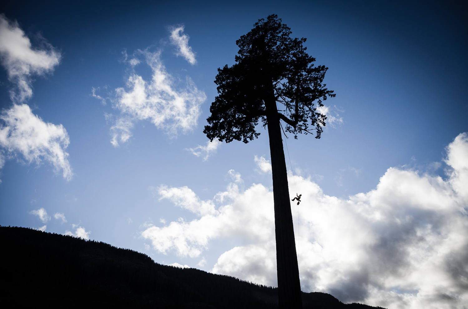 big-lonely-doug-tree-climb-2016-2.jpg