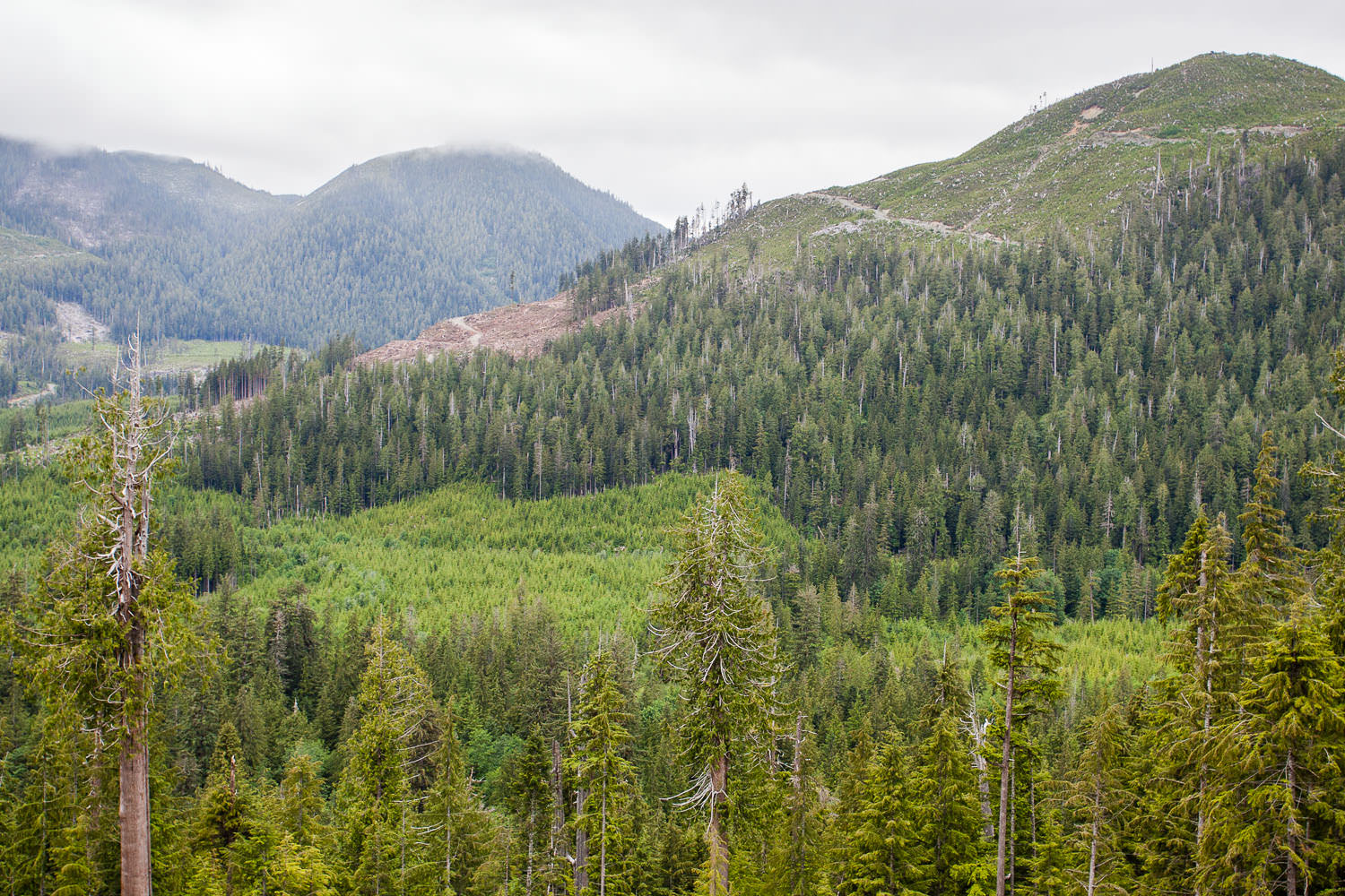 klanawa-valley-old-growth-forest-before.jpg