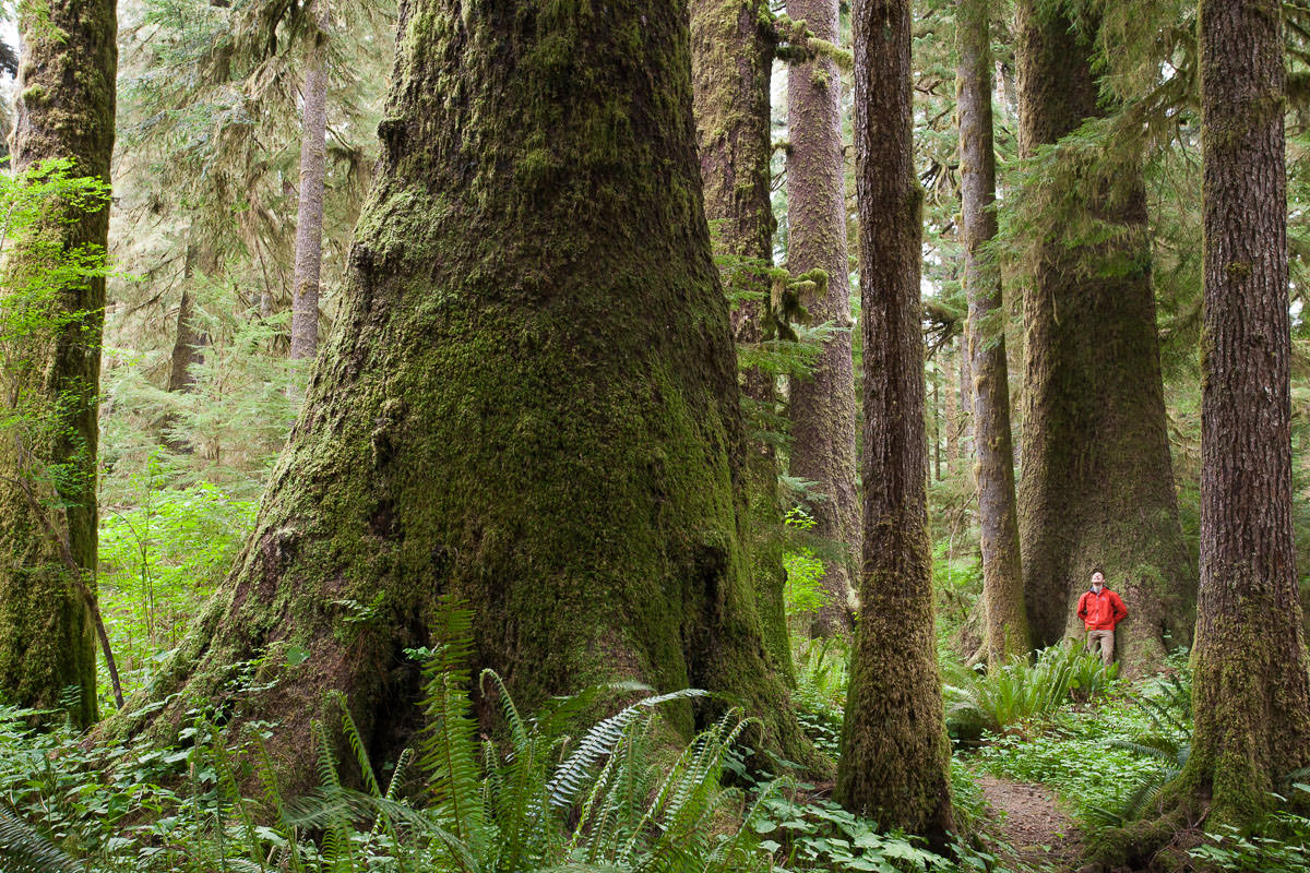 I'm forever grateful for the legacy left by the late Randy Stoltmann and amazed by the many big tree discoveries he made. Tragically, he passed away in an avalanche in the early 90's at age 31 - the same age as me. I can't help but wonder what it would it would be like if he were alive today. What questions one might ask him. What new discoveries he might have made in the last 20 years. He left behind such beautiful tales of explorations and is and true inspiration to all lovers of wilderness. We can still visit and enjoy the Carmanah Valley today in large part because of him, and for that and more I extend my greatest thanks.