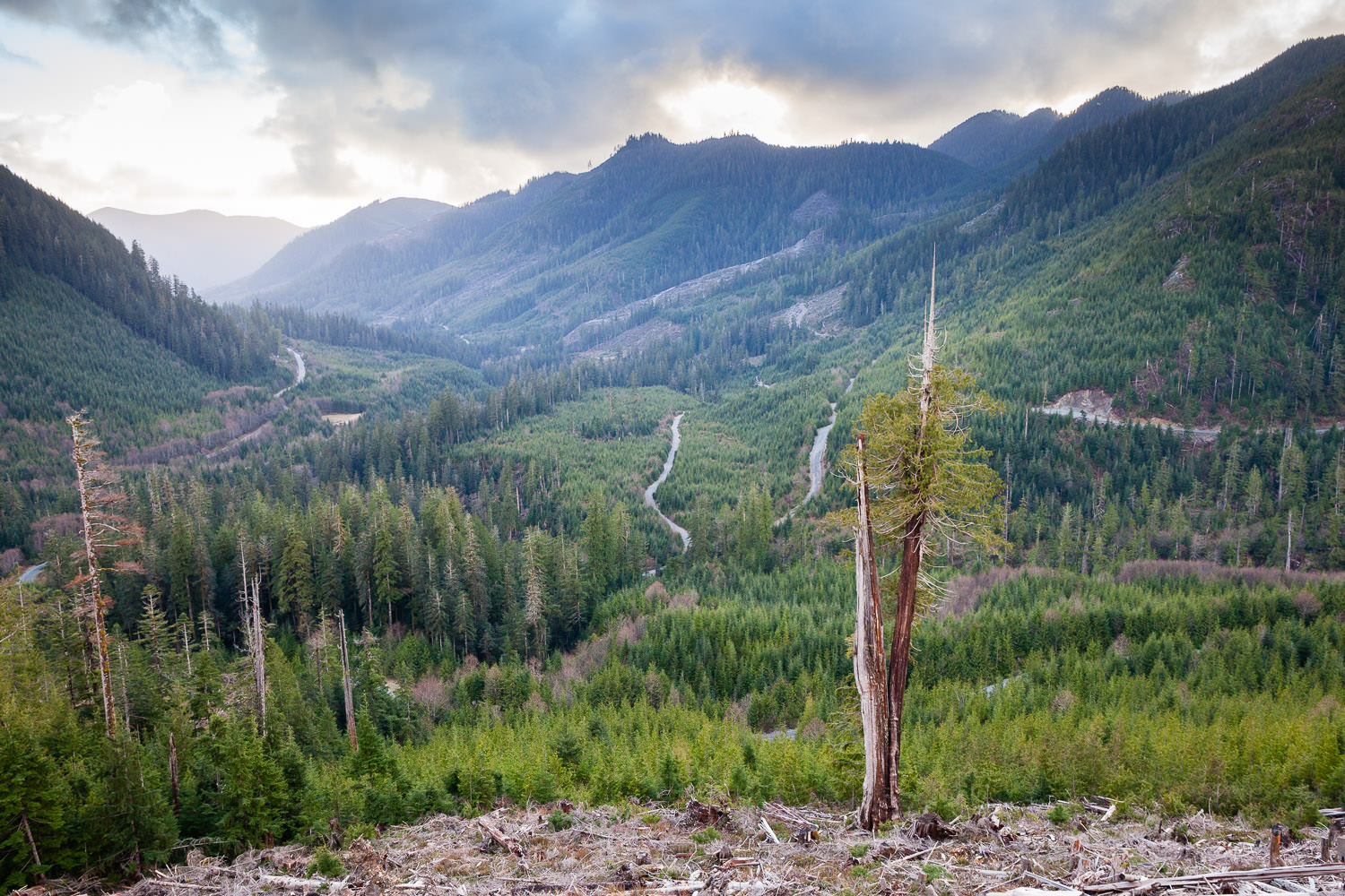 klanawa-valley-cedar-tree-clearcut.jpg