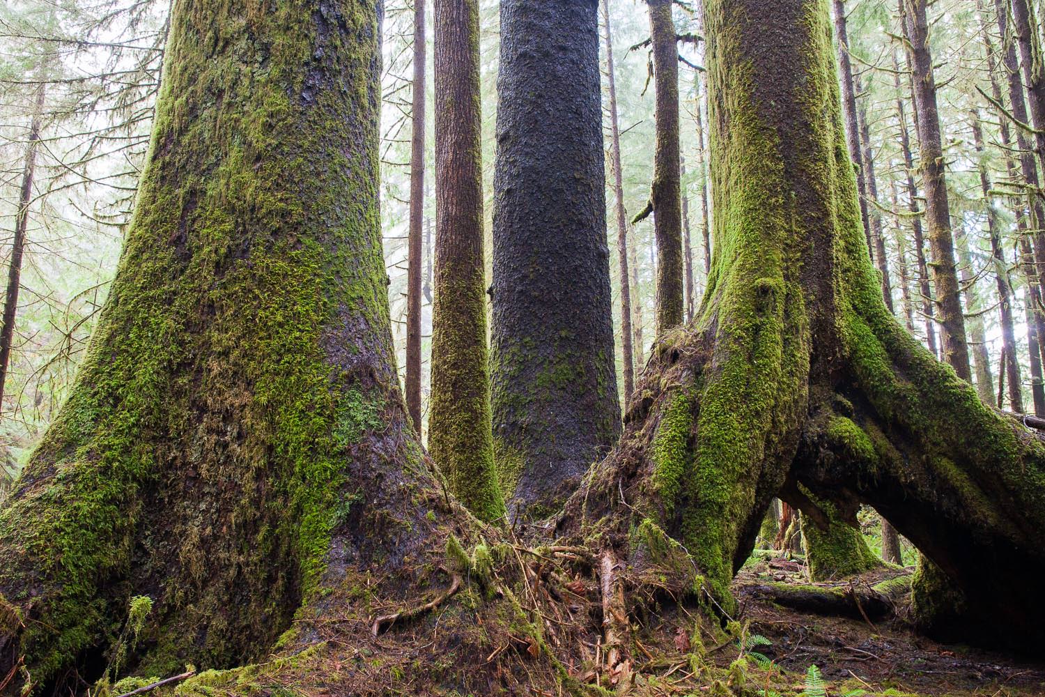 klanawa-valley-oldgrowth-sitka-spruce-trees.jpg