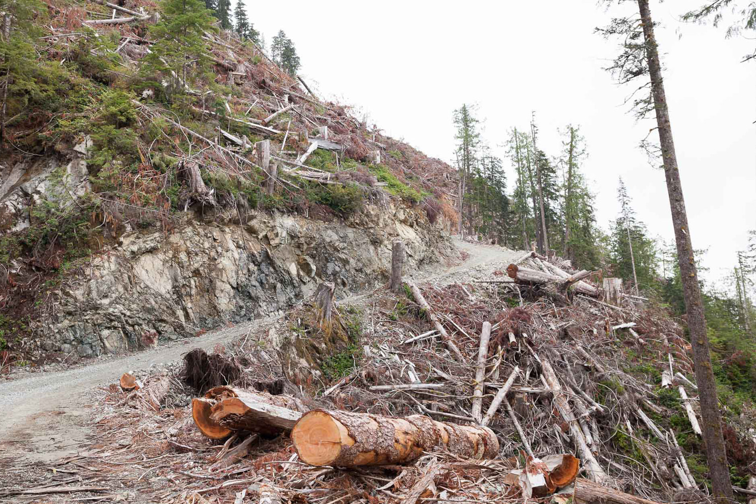 edinburgh-mt-road-after-logging.jpg