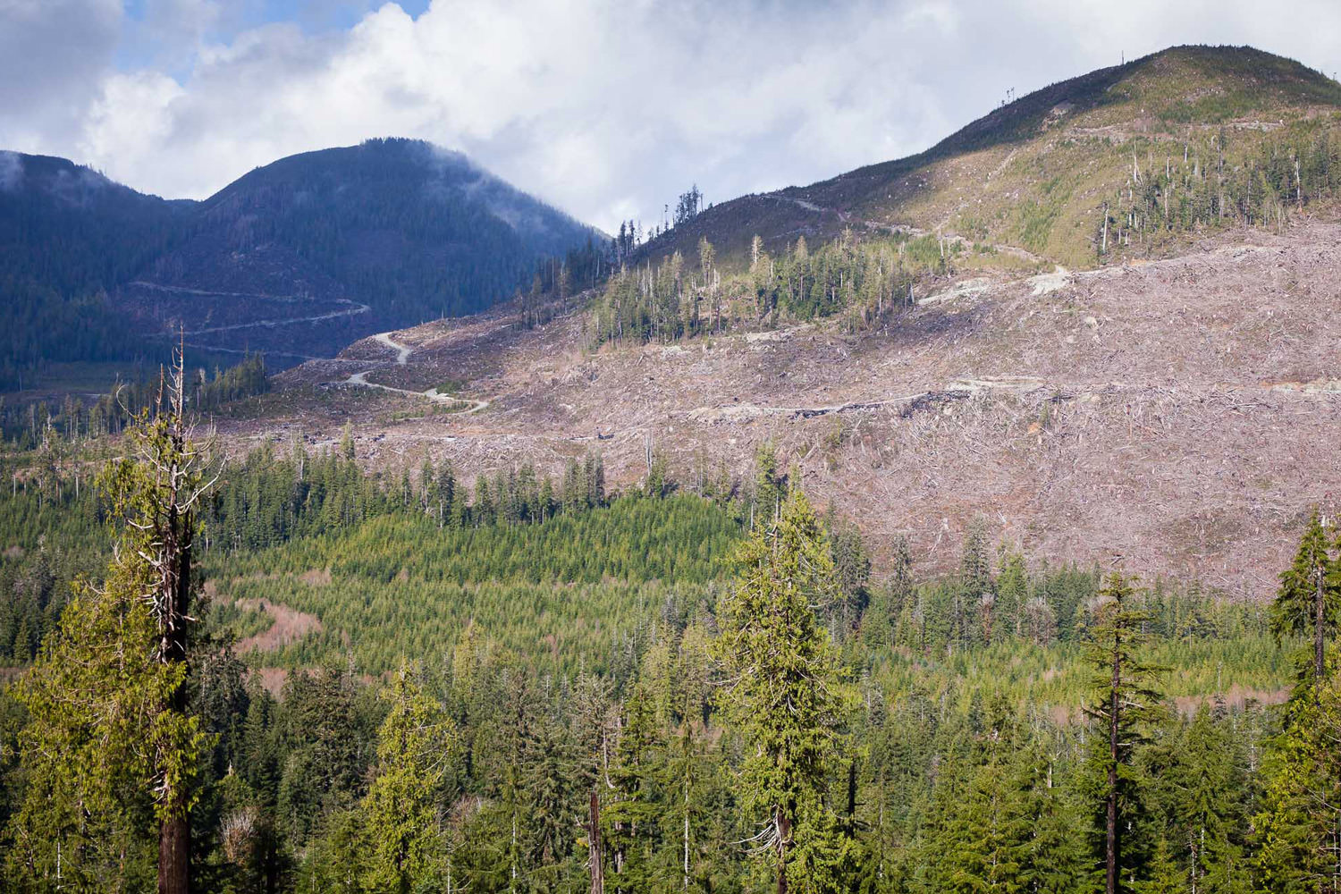 klanawa-valley-clearcut-after-logging.jpg