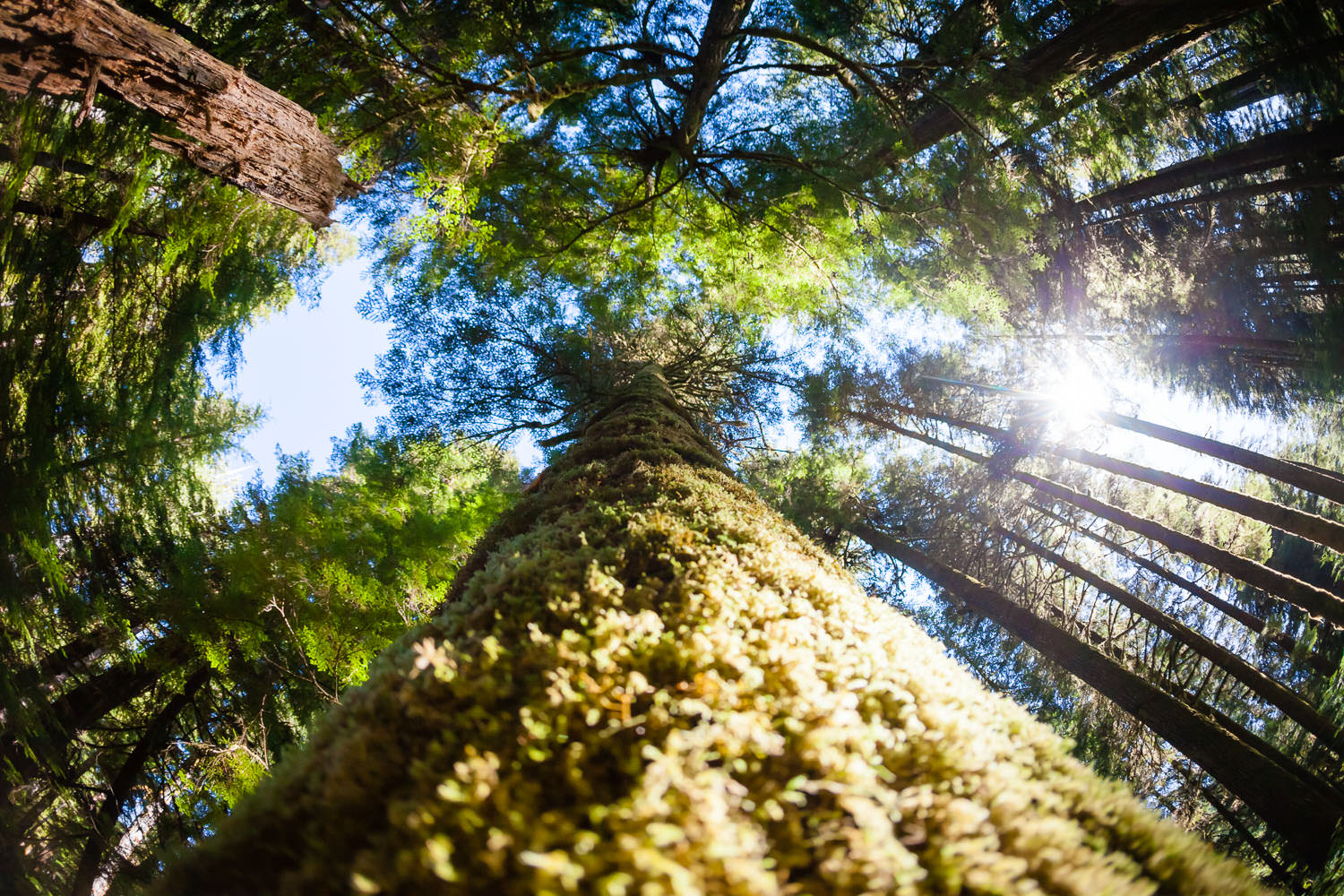 walbran-valley-fisheye-spruce-tree.jpg