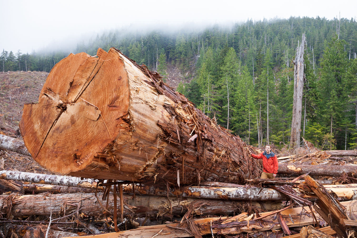 A giant old-growth western redcedar log in a Teal-Jones clearcut on Edinburgh Mt. near Port Renfrew - TFL 46.