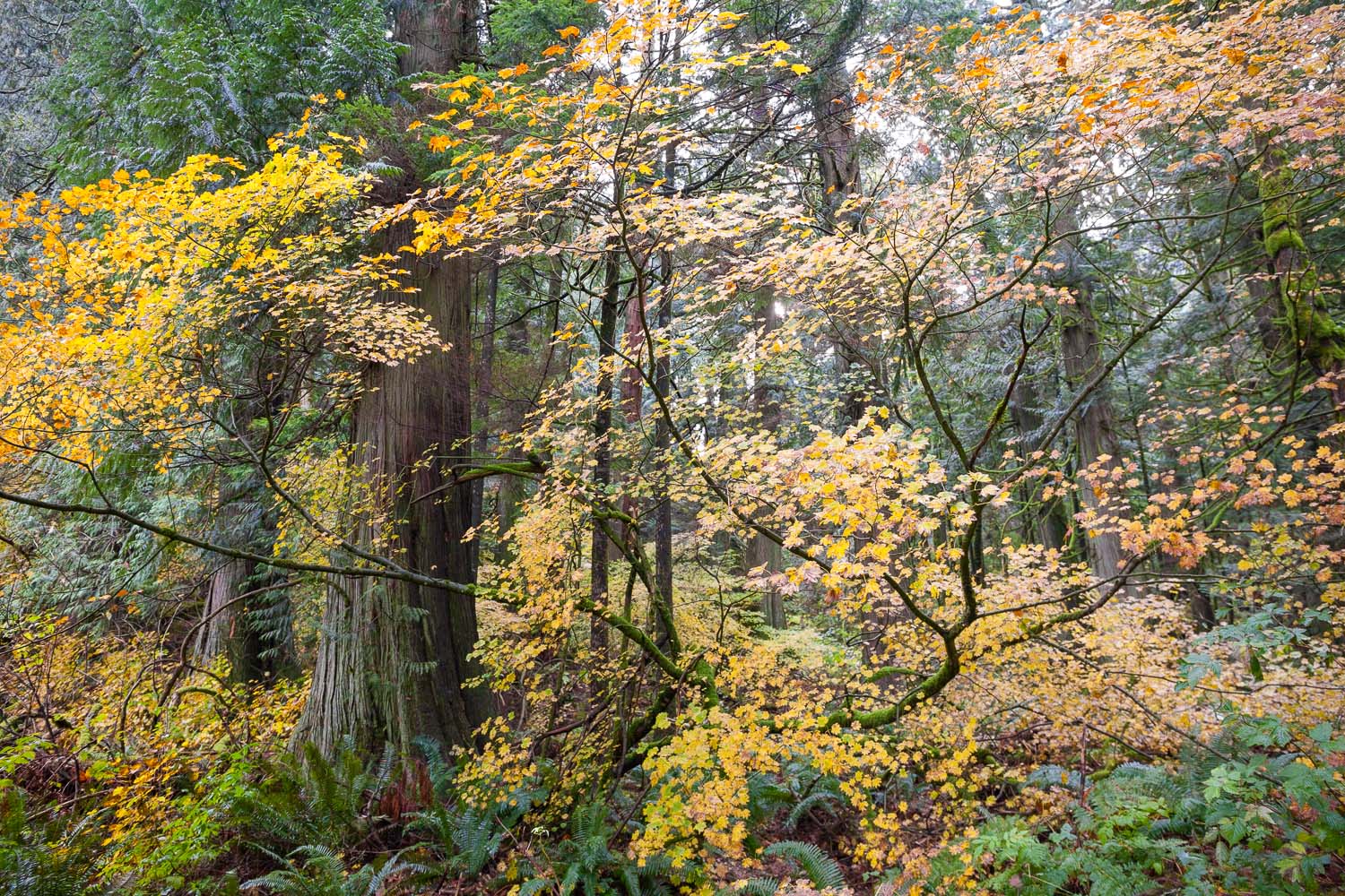 vine-maple-redcedar-echo-lake-forest.jpg