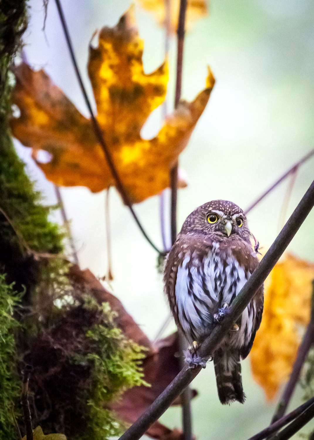 northern-pygmy-owl-vancouver-island-bc.jpg