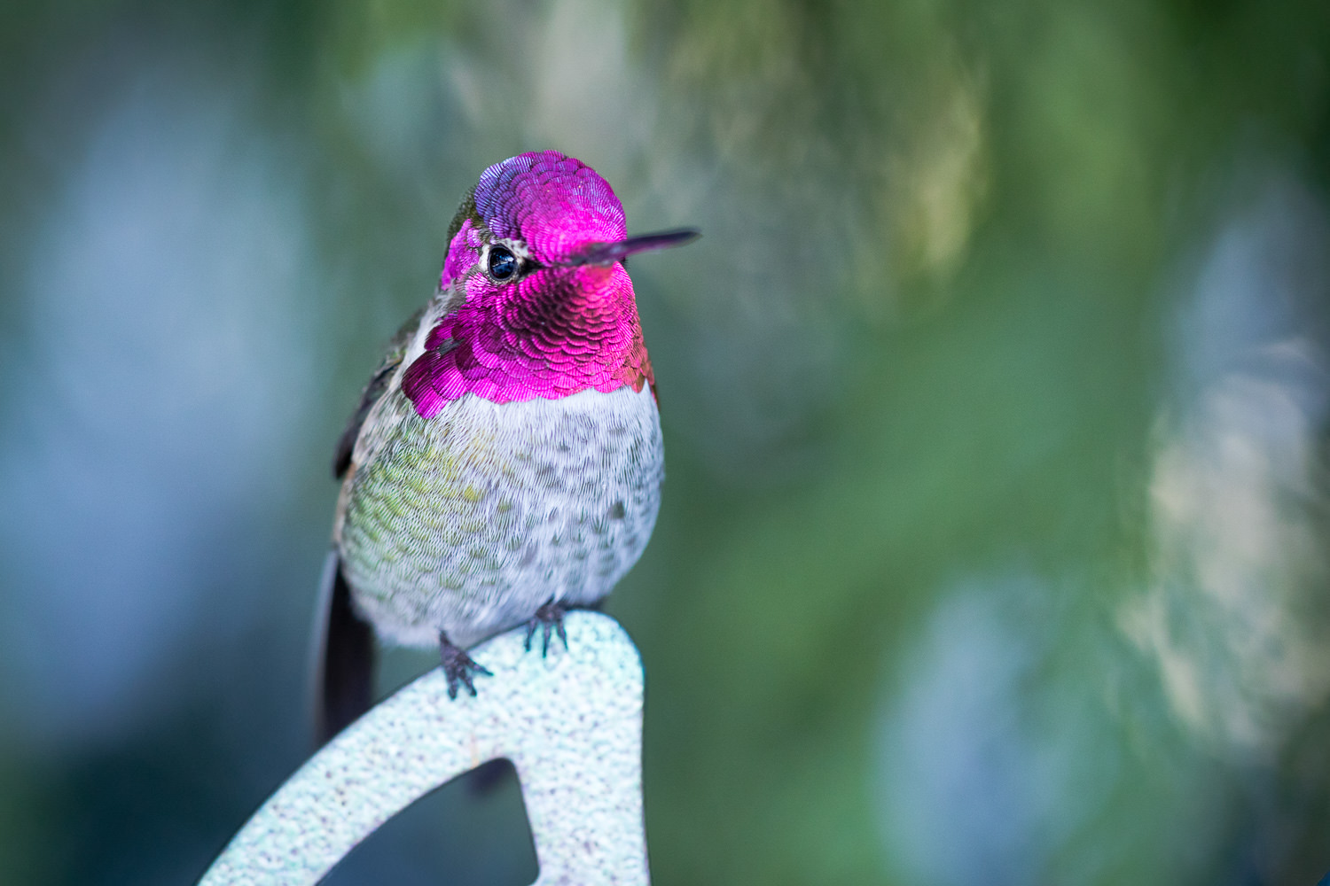 A second shot of the hummingbird on one of his favourite perches. His colours and cute little feet are just the best!