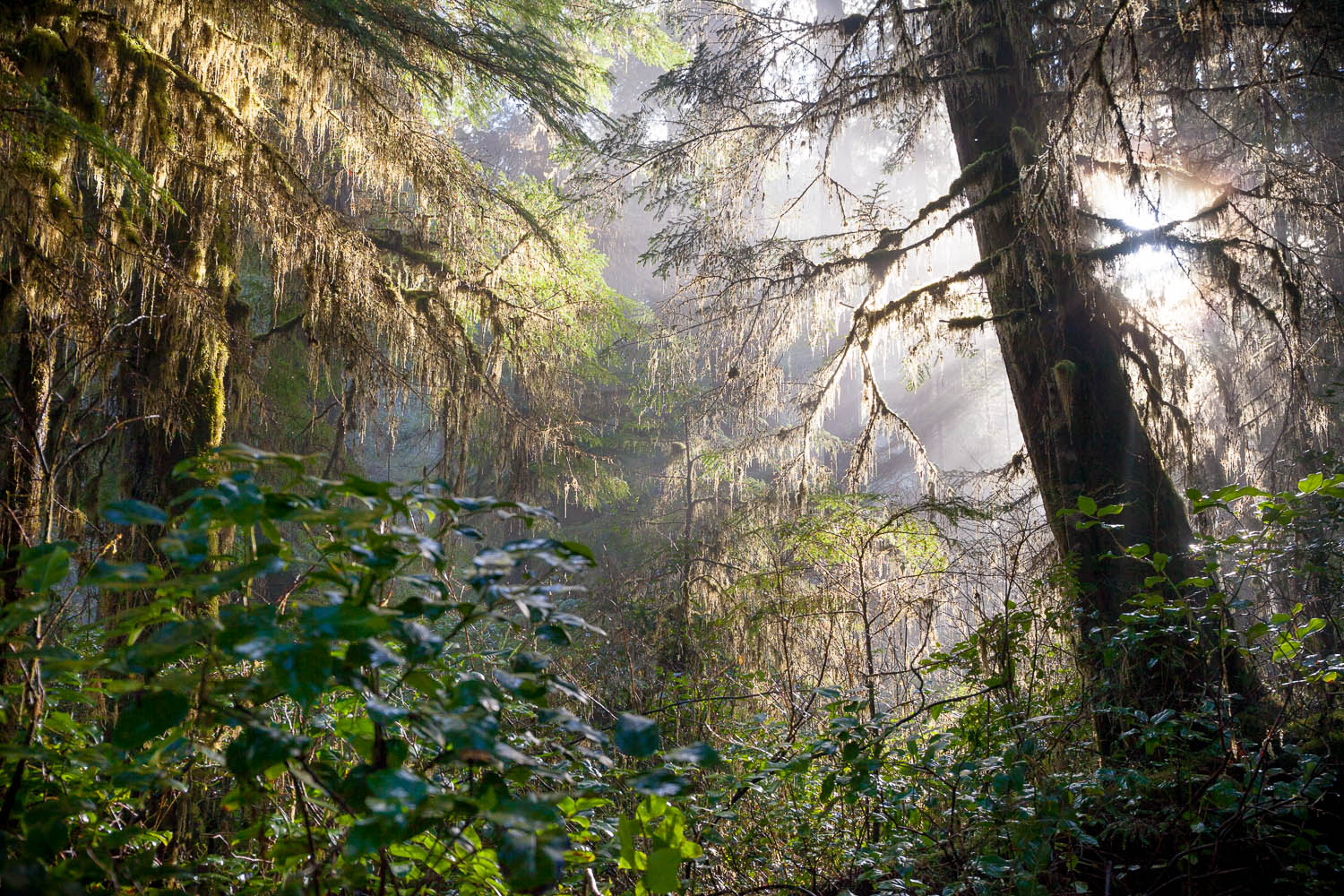 The old-growth coastal temperate rainforests of British Columbia are some of the most dense and impenetrable, yet beautiful, landscapes on Earth. Life sprouts from every available surface while debris from fallen trees litters the forest floor like a giant game of pick-up-sticks. Capturing this complex environment in a single image often presents a challenge as it ends up looking too busy or confused. On a cool winter day this year though in the Walbran Valley, the fog and light came together to illuminate this ancient world in just the right way. Canon 5D MK2 | 24-70 f/4L IS | 1/320 sec | F/5.0 | ISO 800.