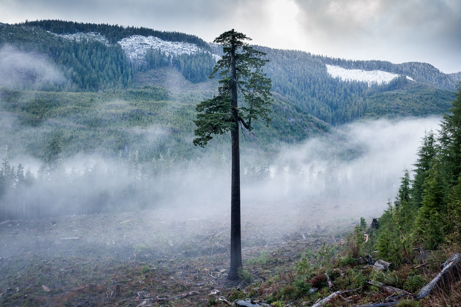 Fog drifts across the clearcut surrounding Big Lonely Doug in winter time. This might be my favourite photo of BLD. I love the way the passing fog acted as backdrop for the tree and set the solemn mood. Doug has become quite the star over the past f…