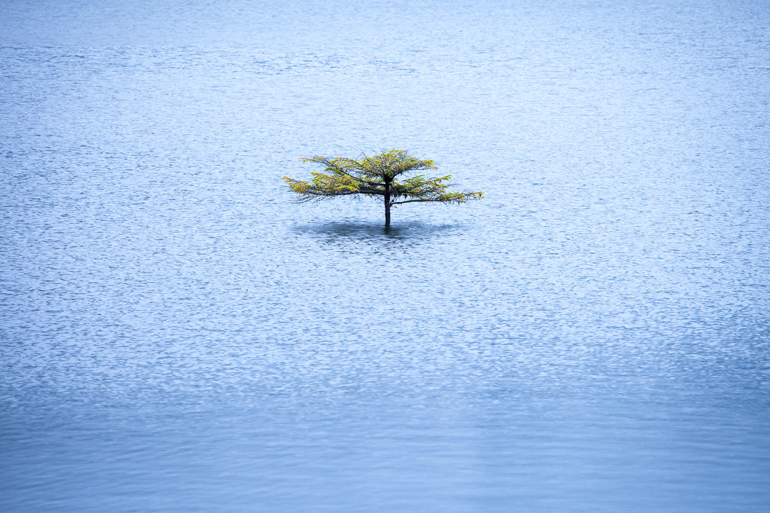 The little bonsai tree growing out of sunken log at Fairy Lake must be one of the most recognizable and photographed trees on Vancouver Island. That only makes for a fun challenge though, to see how you might capture it in new and unique ways. Since the lake is connected to the nearby San Juan River, water levels can rise dramatically during periods of heavy rain. When they did just this fall, it left only part of the tree poking through the lake's surface. At times, the entire tree can become submerged. How it lives through all of this I am not quite sure, but I'm sure happy that it does. Canon 5D MK2 | 70-200 f/4L IS lens | 1/4 sec | f/6.3 | ISO 200.