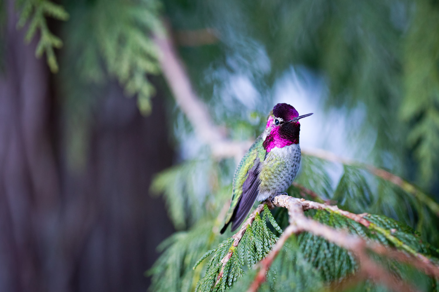 A male Anna's hummingbird sits perched on the branch of a cedar tree. After closely watching this little guy's patterns early each morning, I noticed he tended to land in a few particular places. So, with the hopes of capturing an image of him in hi…