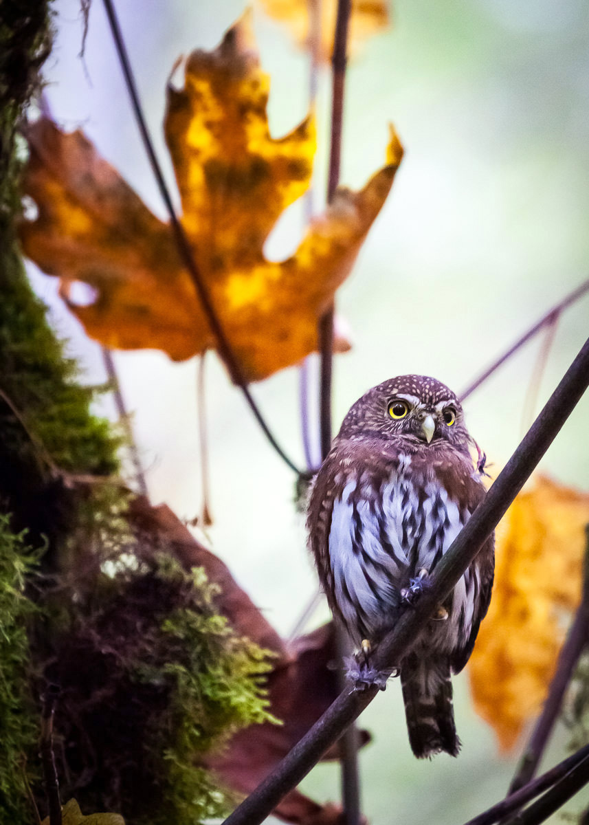 A Pygmy Owl sits perched on the branch of a maple tree next to the San Juan Spruce in Port Renfrew. Despite its cute looks and being about as small as a mini football, you can still see the feathers and flesh from a bird it must have been feeding on. The Vancouver Island Pygmy Owl subspecies is distinct and associated with older forests, and sadly, is on the decline. There may only be 500 breeding pairs left and old-growth logging is considered to be a major threat. I managed to get a single shot this little guy before he decided to fly off into the woods to carry on with his day. Canon 5D MK2 | 70-200 f/4L IS lens | 1/400 sec | f/4 | ISO 3200.