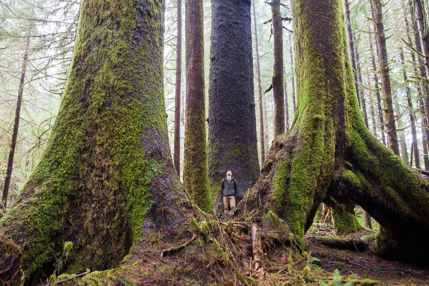 I feel most alive when alone in the woods. Your senses awaken and your intuition becomes your guiding voice. While wandering through a remote patch of old-growth forest in the Klanawa Valley between Bamfield and Nitinat Lake, I heard the sounds of t…