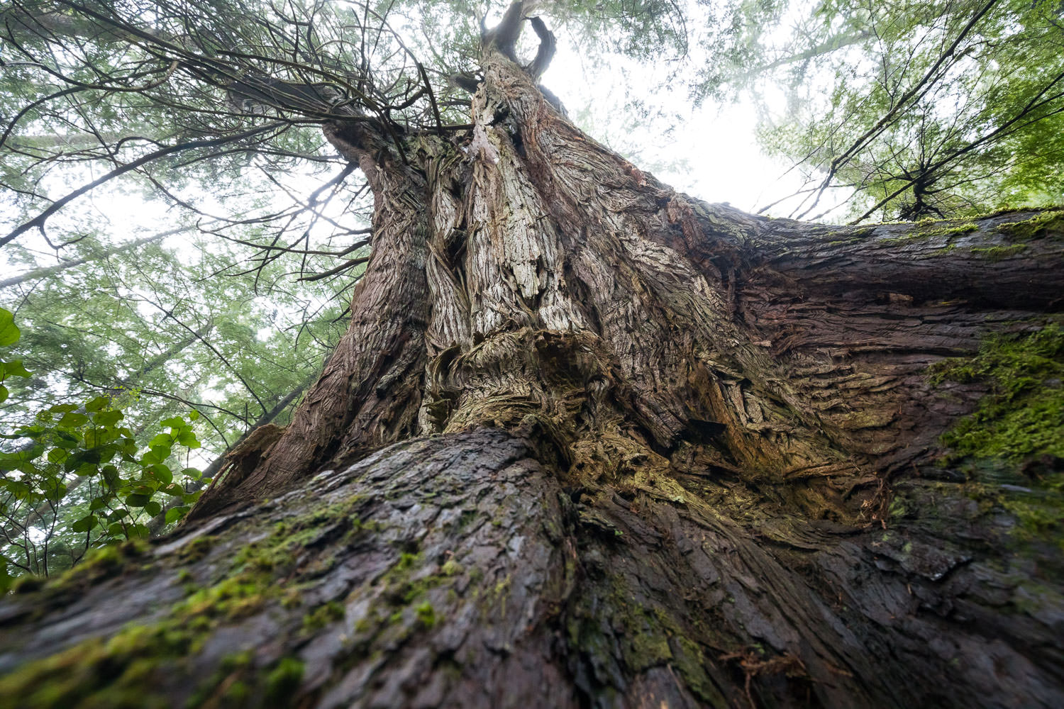 looking-up-western-redcedar-tree.jpg