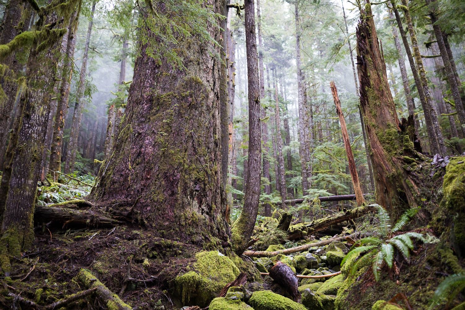 douglas-fir-temperate-rainforest-bc.jpg