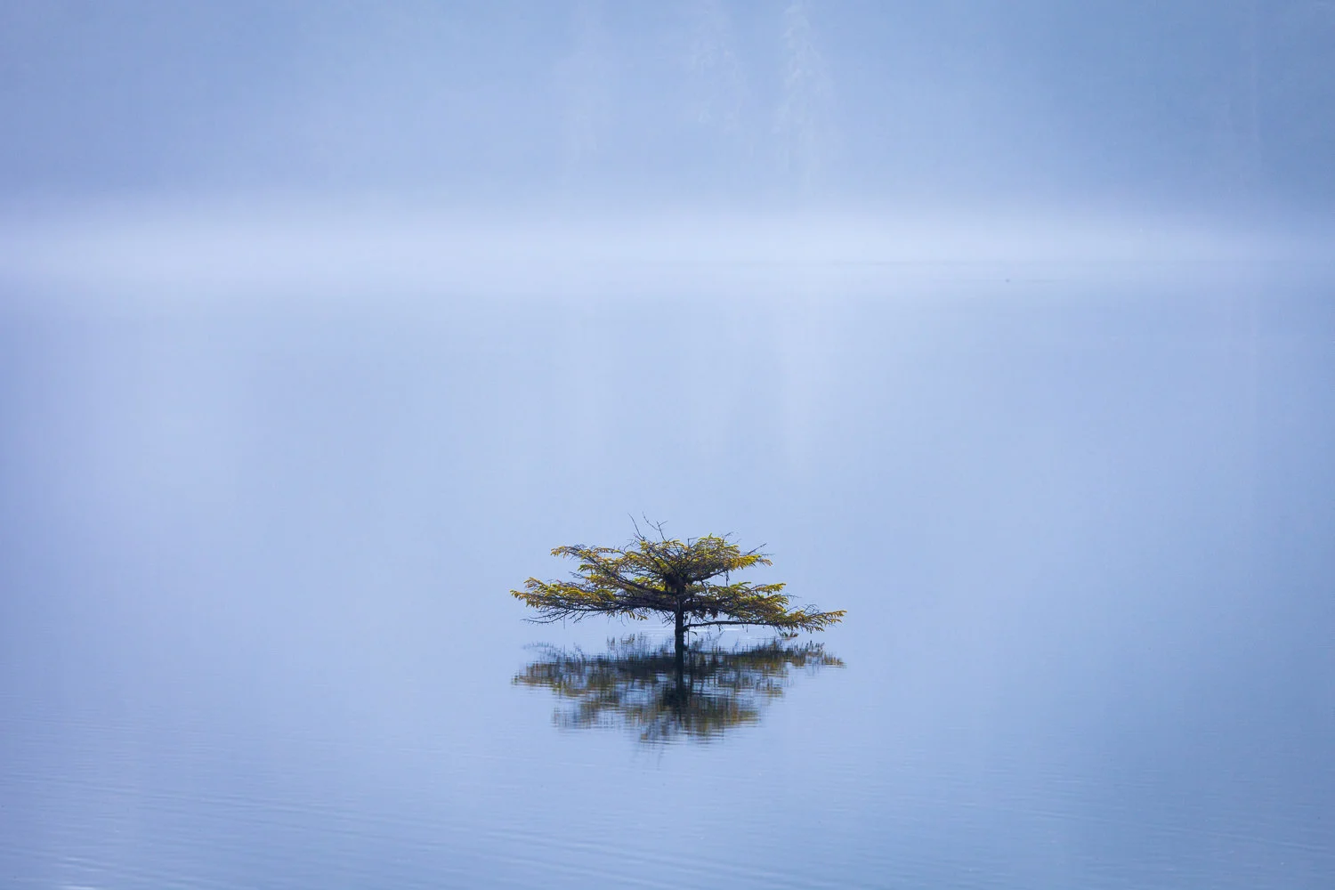 The little bonsai tree at Fairy Lake near Port Renfrew is one of the most photographed trees around, so it can be hard to capture it in a new or unique way. On this particular day though, the water level was really high and a layer of mist hung over the lake's surface, making the tree (which grows on a log) appear as though it was growing straight out of the water. It was pretty surreal looking and resulted in one of my favourite photos yet.