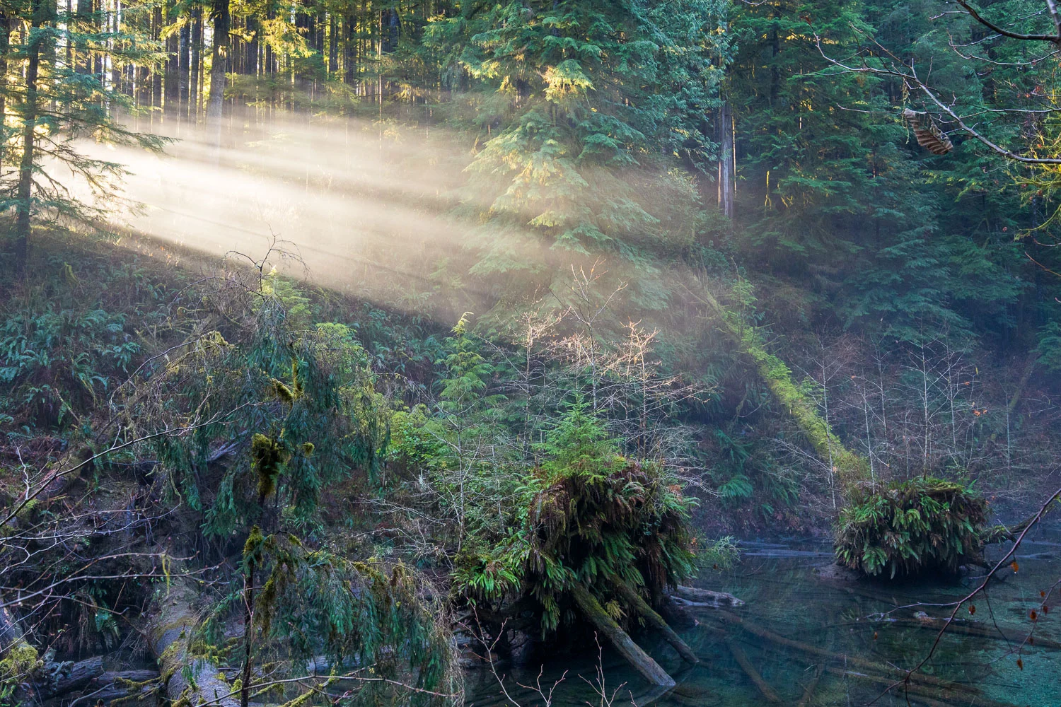 During a hike through the 'FernGully Grove' near Port Renfrew this winter, the sun was casting heavenly rays through the mist, illuminating the cool blue water and lush green ferns of the forest. It really is all about being in the right place at the right time, but that being said, much is still left up to luck. You can only be outside so much of the time and it always leaves me wondering what stunning sights must appear on a daily basis that only the mountains, trees, and wildlife will ever bear witness to.
