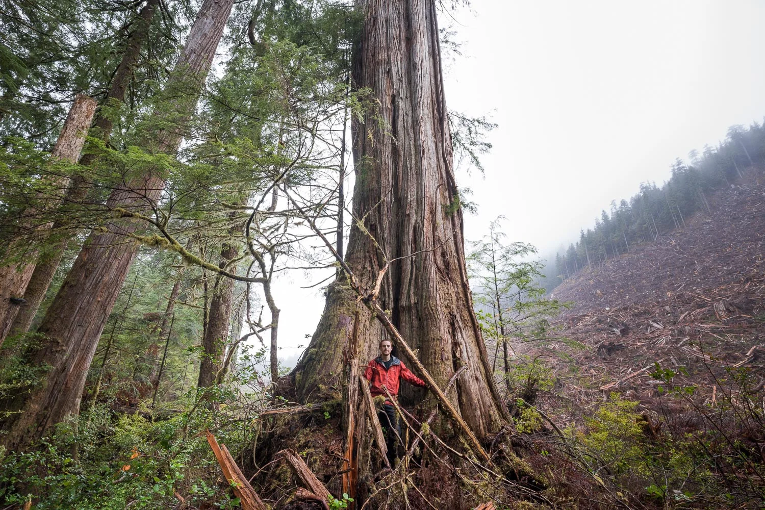 While hiking along the edge of a recent old-growth clearcut near Port Renfrew, I was struck by the split view created by the trunk of a giant cedar tree. On the left, a window into a timeless grove of rare, valley bottom ancient forest. On the right, a scarred landscape, stripped of its once-grand flora and fauna. In the middle, an ancient tree - half its roots planted in a peaceful world it has known for centuries, the other on the edge of the ever-encroaching industrial world. With less than 10% of our valley bottom old-growth forests left on Vancouver Island, which world will prevail?