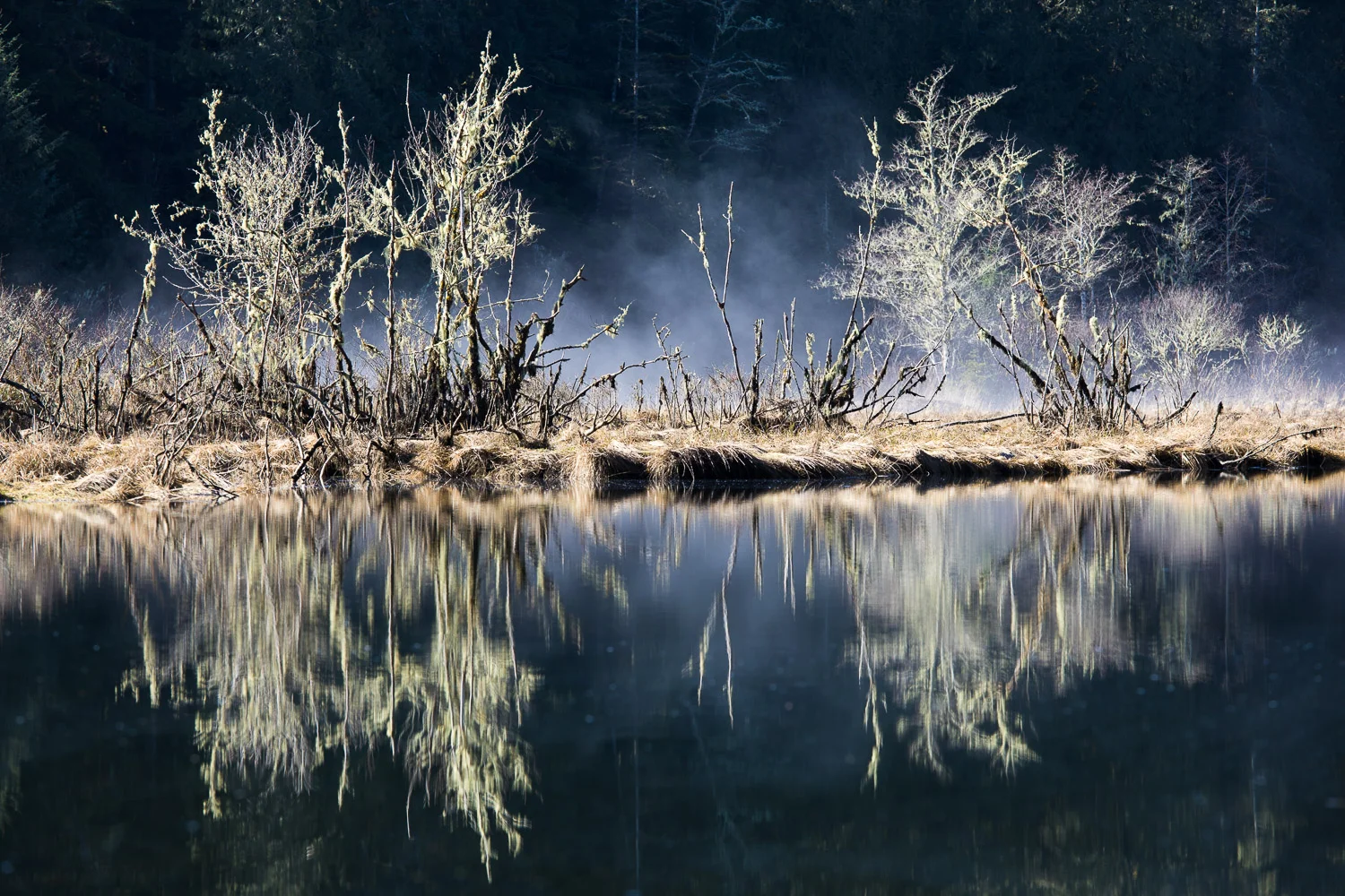 The estuary of San Juan River is one of my very favourite places to visit and to photograph. Whether it's the changing tides, seasons, or just time of day, there always seems to be a new and beautiful angle with which to view it. On this particular winter day, the sun broke out and caused the meadow to steam. The small trees adorned with white lichens only added to the mystical feel.