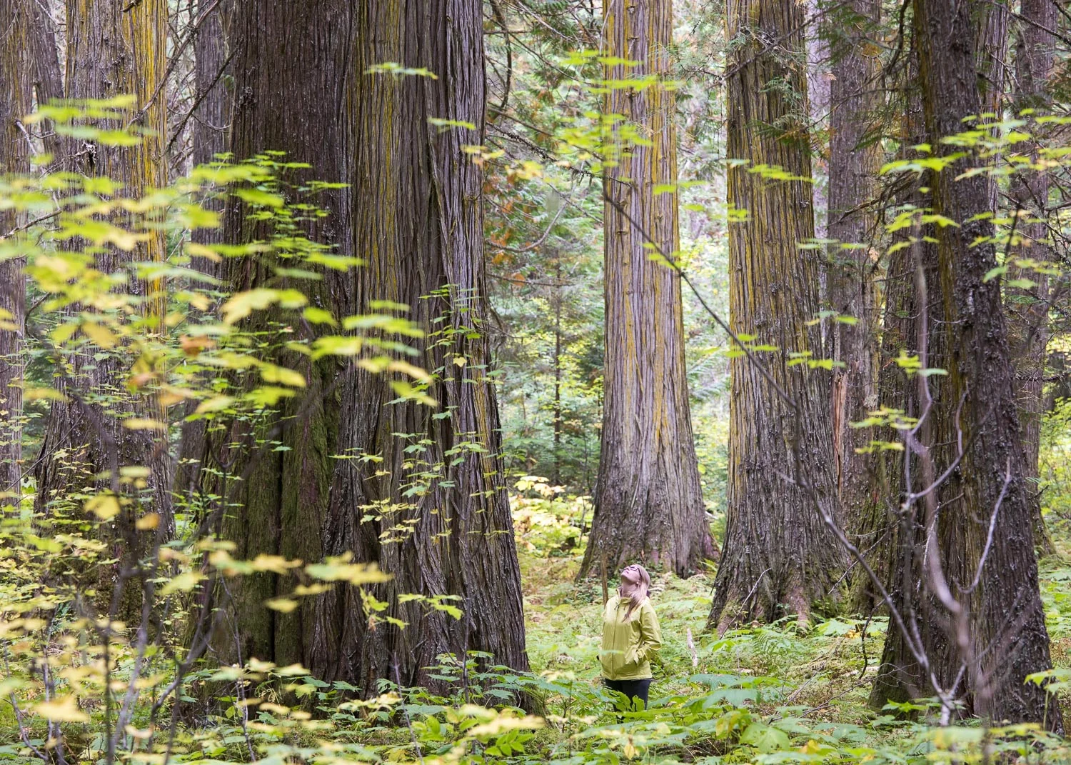 The Ancient Forest Alliance embarked on a trip this summer to visit part of BC's Inland Temperate Rainforest near the towns of Prince George and McBride. An area in particular, the Parthenon Grove, was one of the most stunning forests any of us had ever seen. The grove was filled with dense stands of old-growth redcedar trees adorned with golden lichens, giving the forest a fairy tale-like feel. Incredible places like these continually inspire me do everything I can do to help protect our amazing ancient forests...forever.