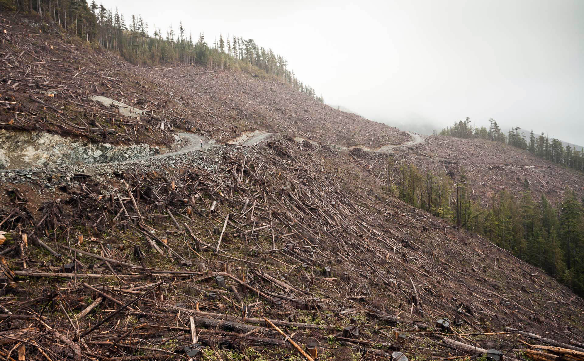 clearcut-logging-road-port-renfrew.jpg