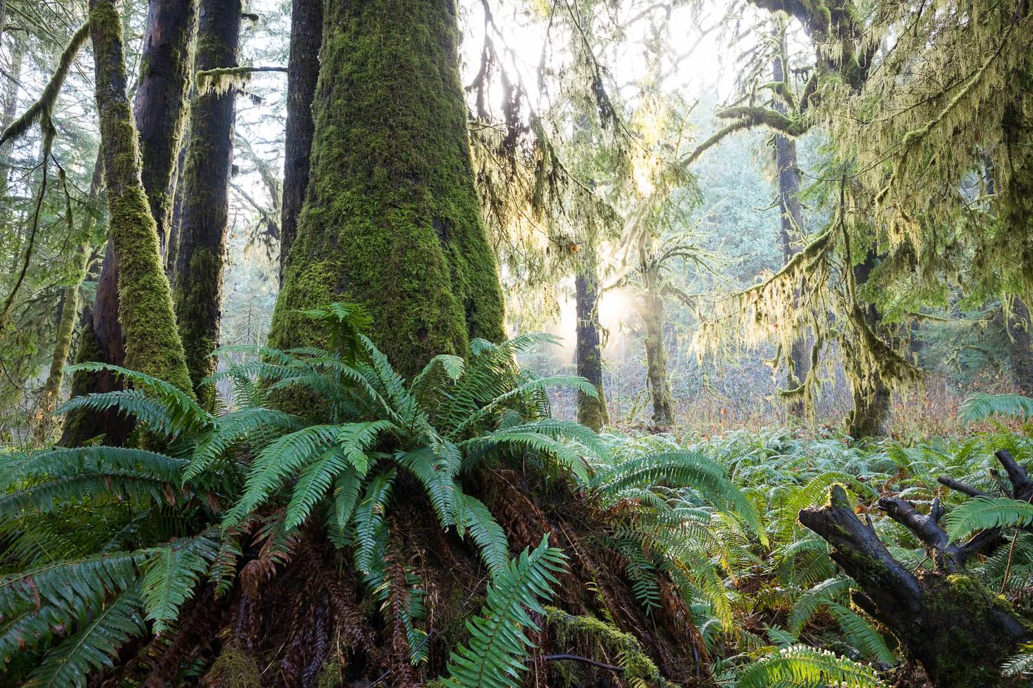 Ancient Forests TJ WATT