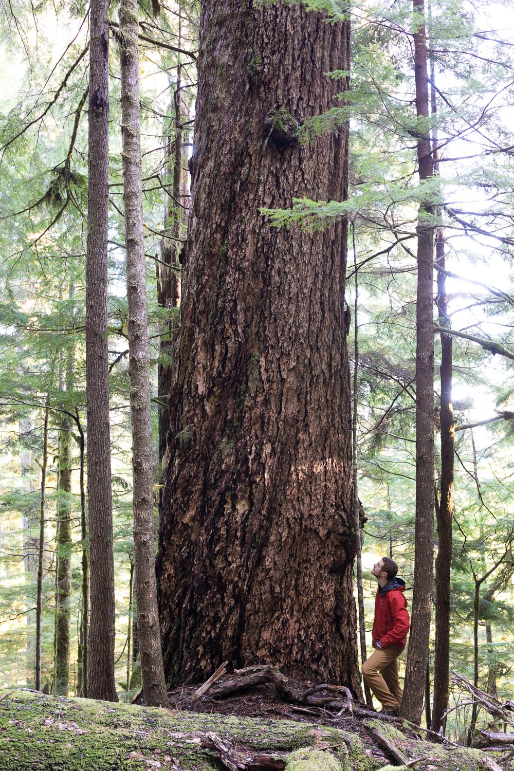 edinburgh-mt-fir-tree-before.jpg