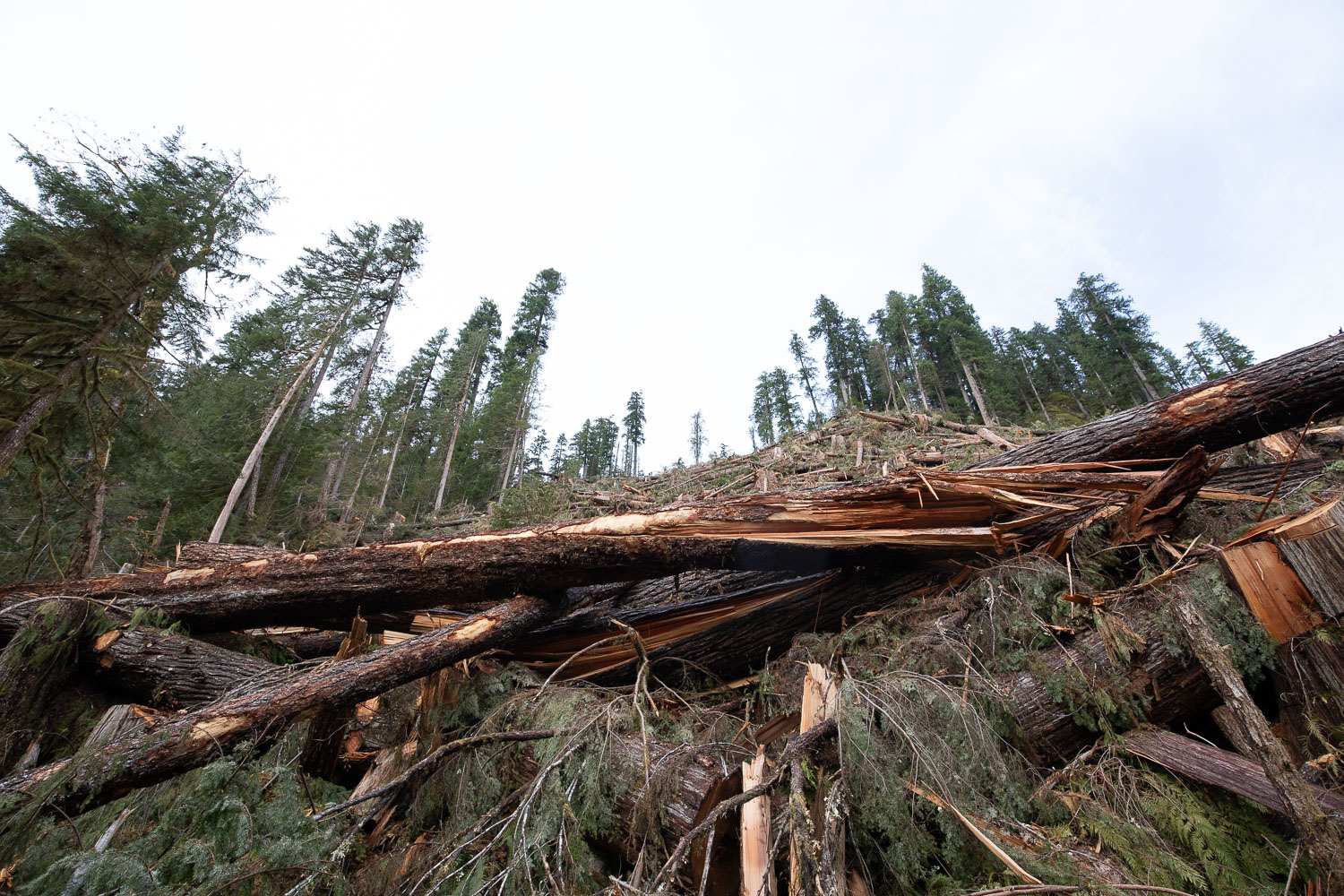 nahmint-valley-old-growth-logging-after.jpg