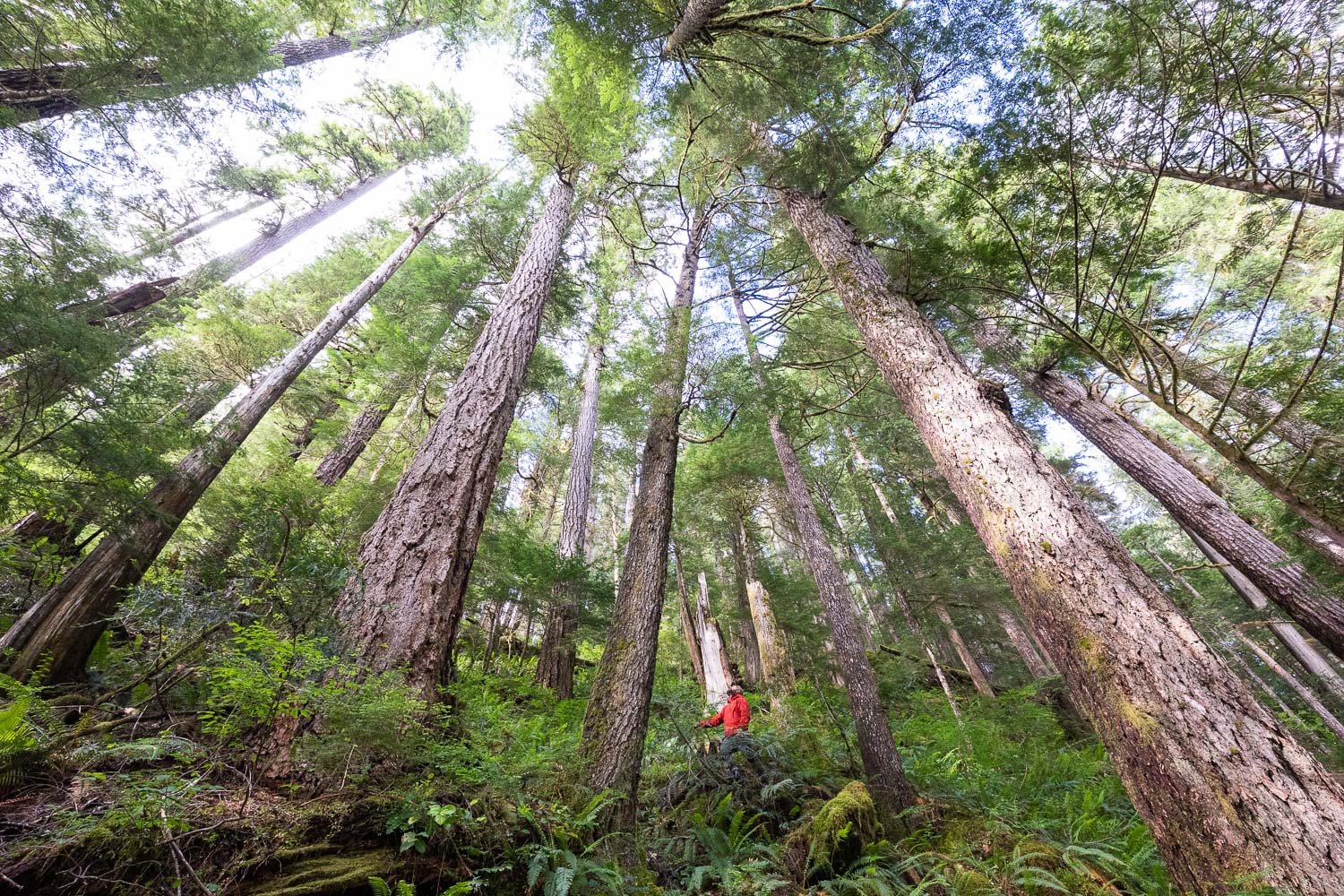 nahmint-valley-old-growth-logging-before.jpg