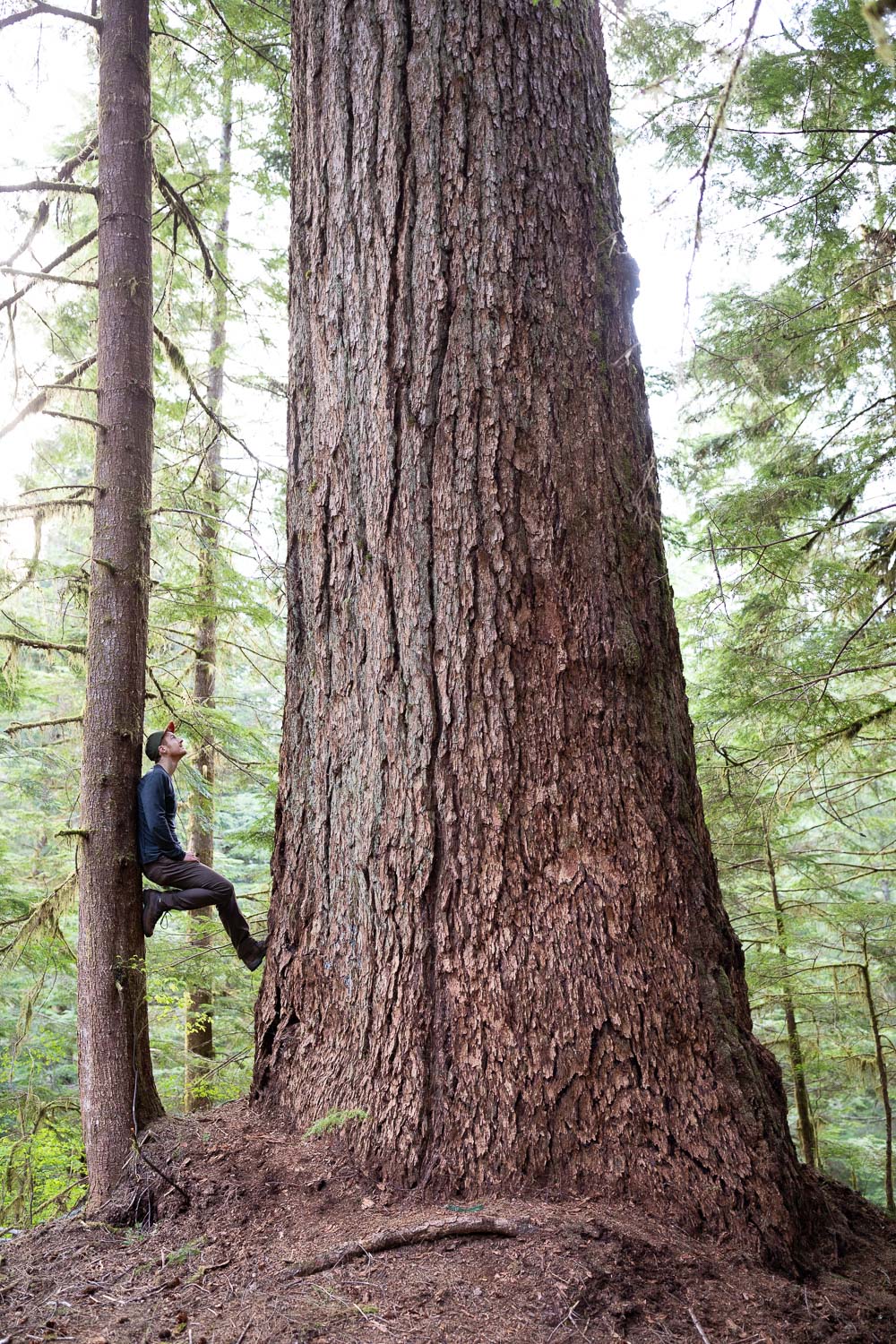 nahmint-valley-record-fir-tree-before.jpg