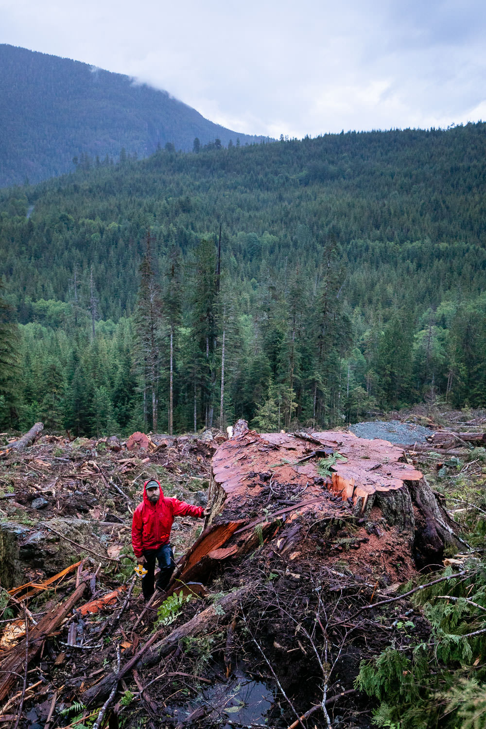 nahmint-valley-cedar-tree-after.jpg