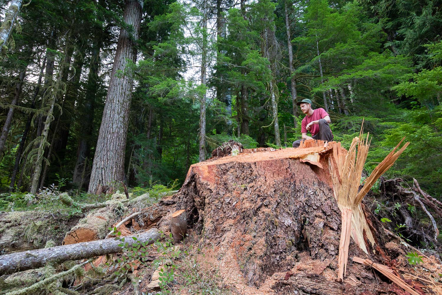 nahmint-valley-douglas-fir-tree-after.jpg