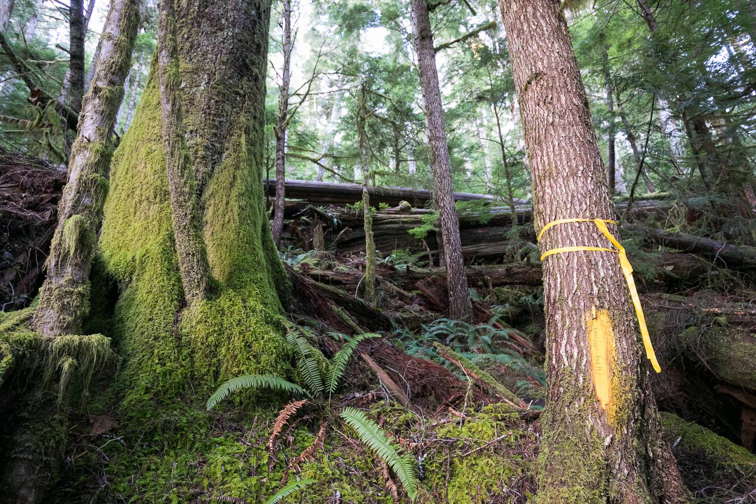 edinburgh-mt-hemlock-before.jpg