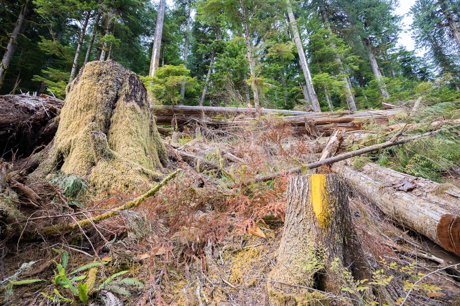 edinburgh-mt-hemlock-after.jpg