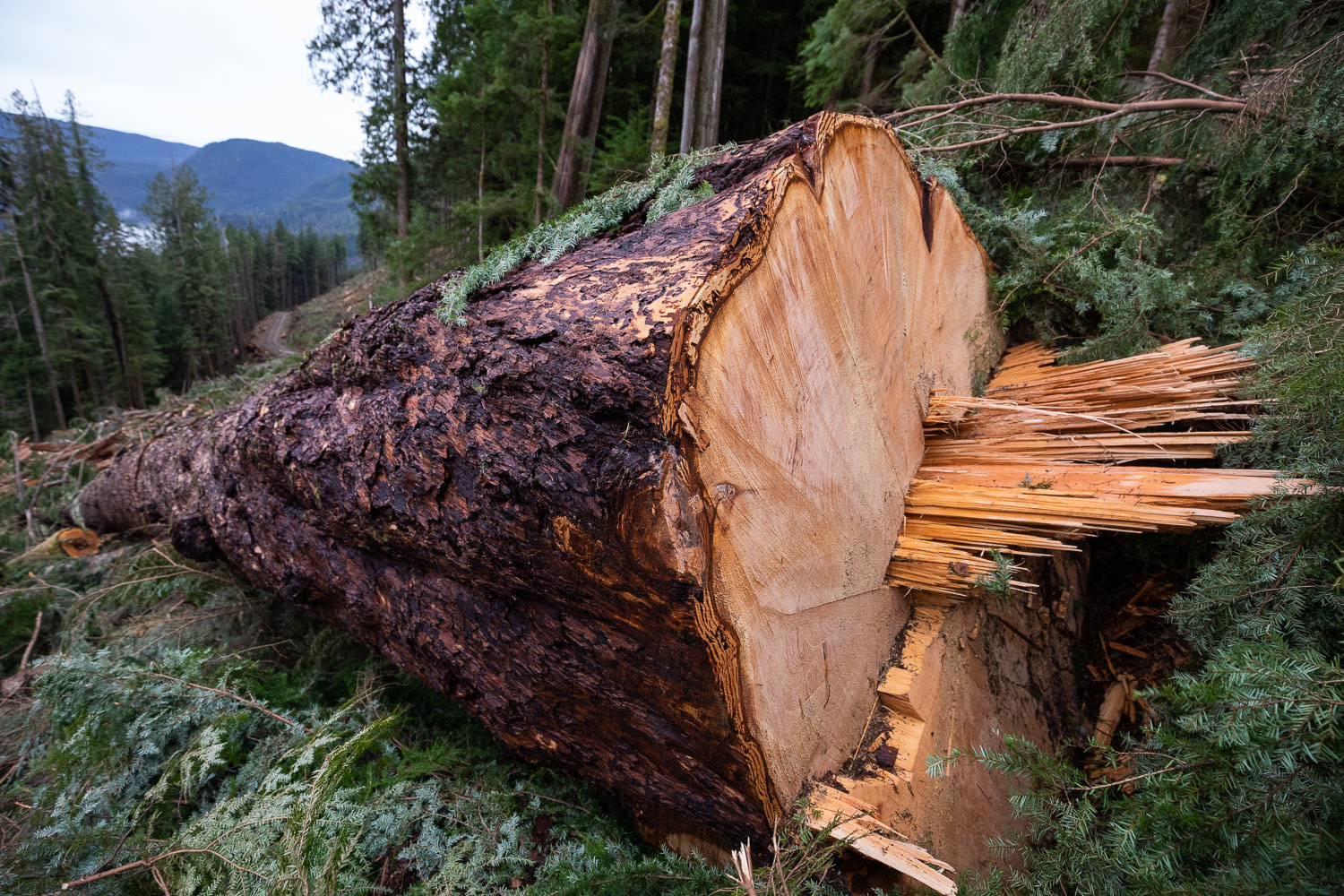 Log binning