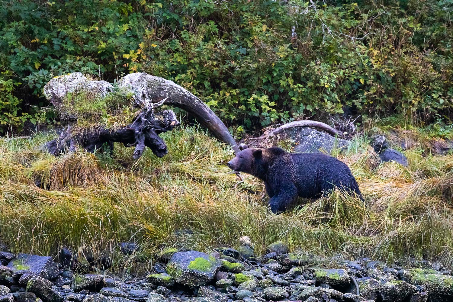 grizzly-bear-shoreline-great-bear-rainforest.jpg