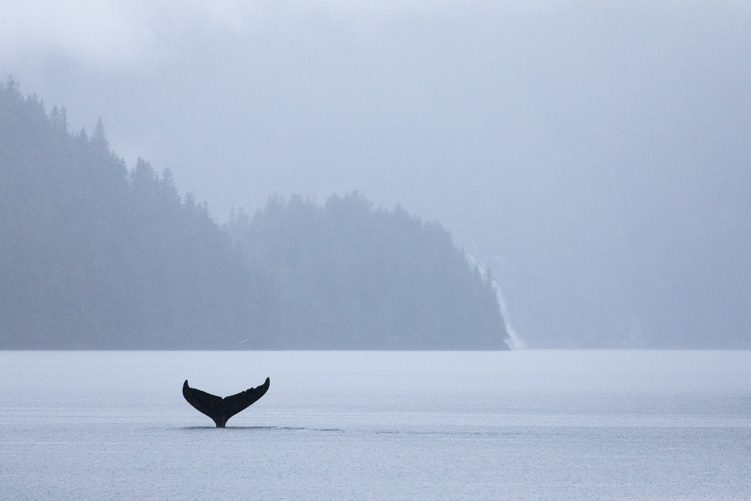 humpback-tail-fog-great-bear-rainforest.jpg