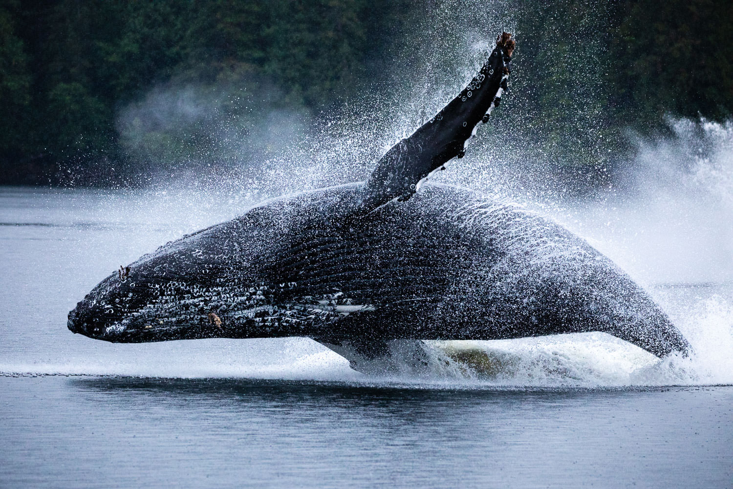 humpback-breach-great-bear-rainforest.jpg