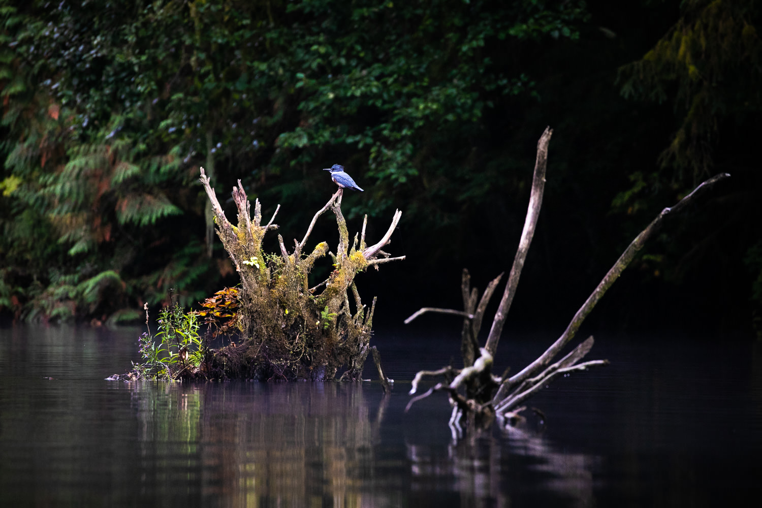 kingfisher-bird-great-bear-rainforest.jpg