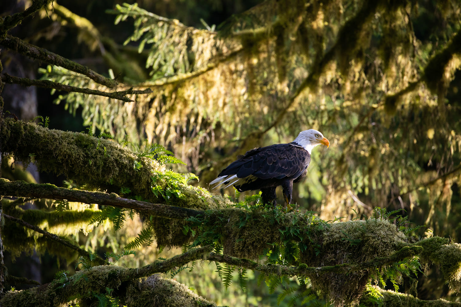 blad-eagle-tree-branch-great-bear-rainforest.jpg