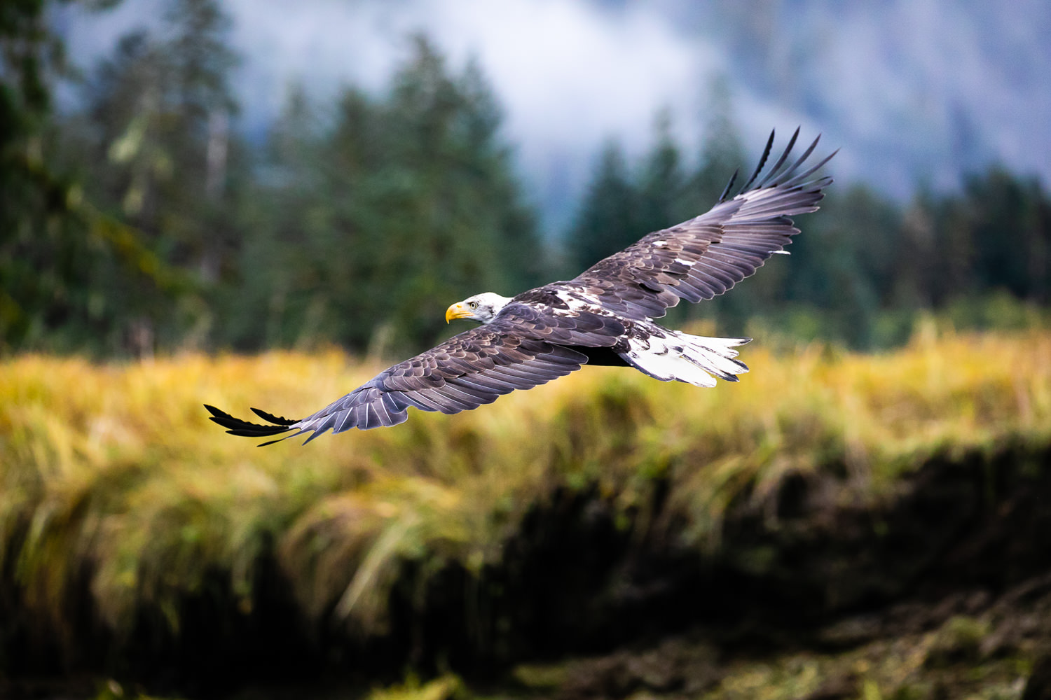 bald-eagle-soaring-great-bear-rainforest.jpg