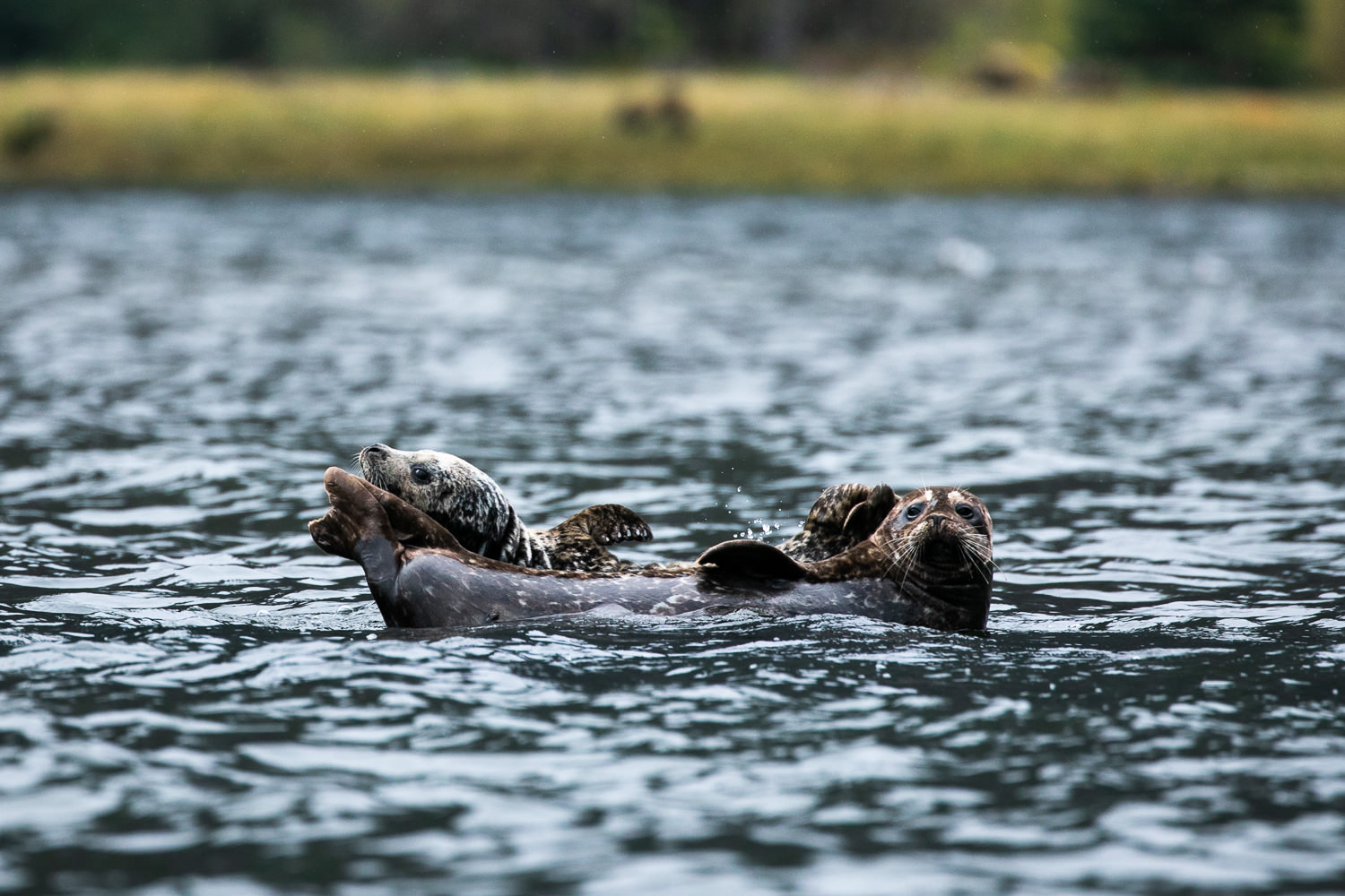 harbour-seals-great-bear-rainforest.jpg
